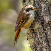 Thorn-tailed Rayadito